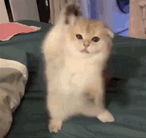 cat gif dance